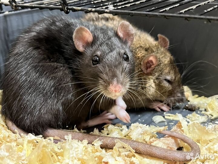 Декоративная крыса