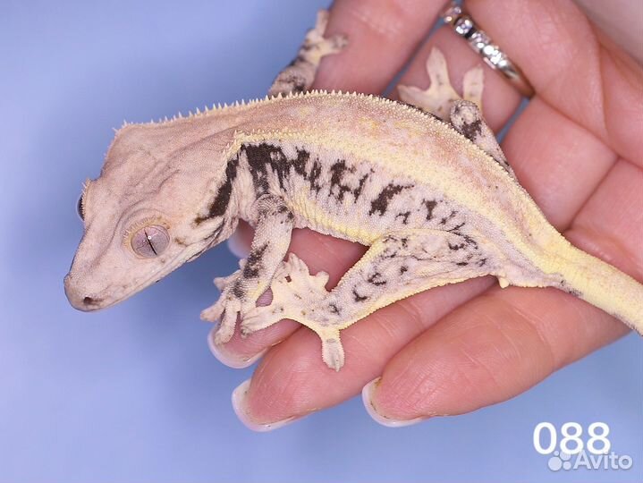 Реснитчатый бананоед lilly white drippy