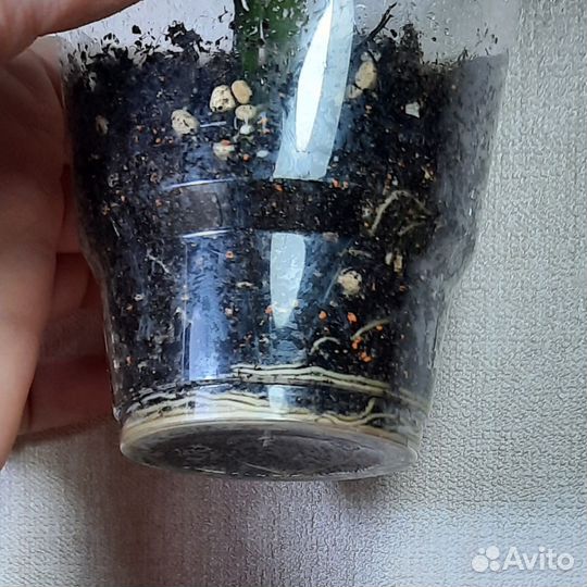 Монстера манки