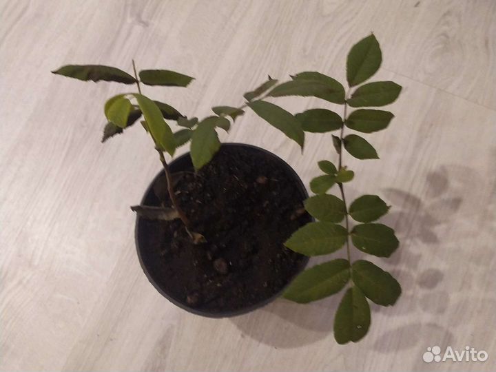 Маньчжурский орех