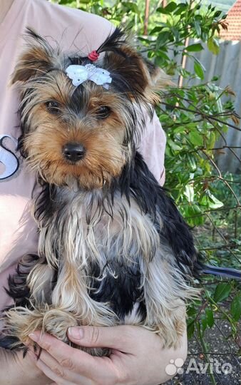 Девочка Йорка 4 месяца