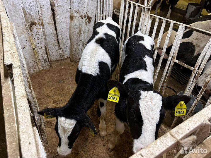 Телята бычки холмогорской породы