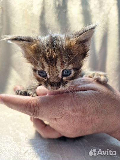 Котята мейн-кун