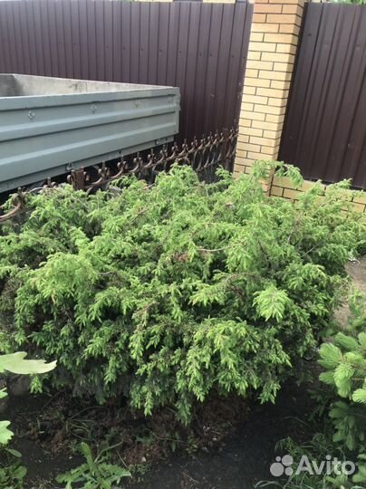 Можжевельник