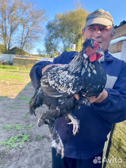 Молодые петухи