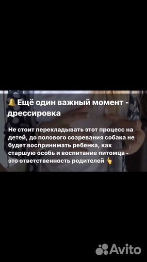 Йоркширский терьер