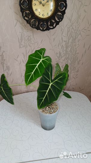 Алоказия Мишольца и Мело