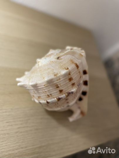 Ракушка большая морская