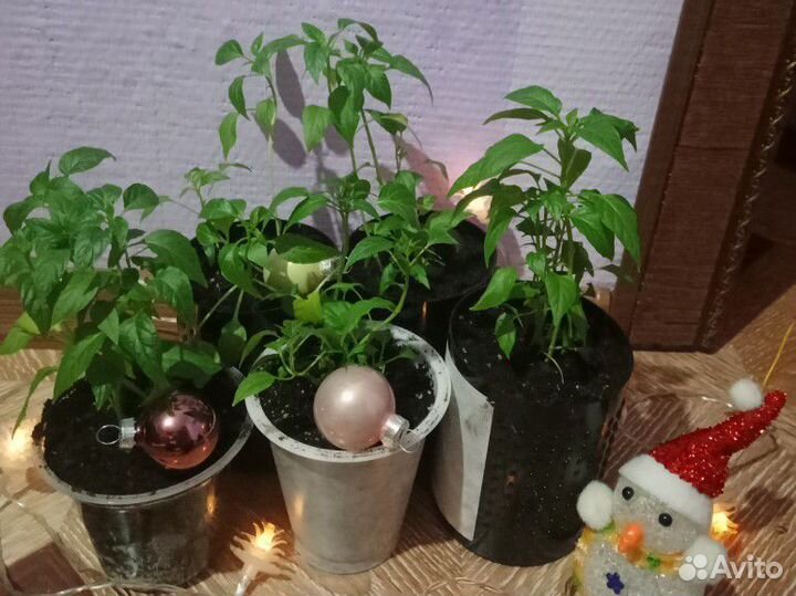 Перец комнатный острый