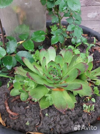 Флорариум суккуленты