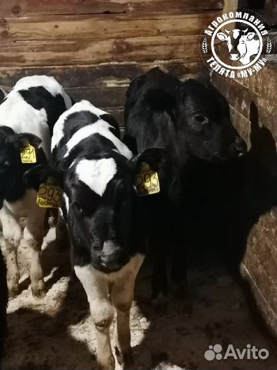 Телята бычки