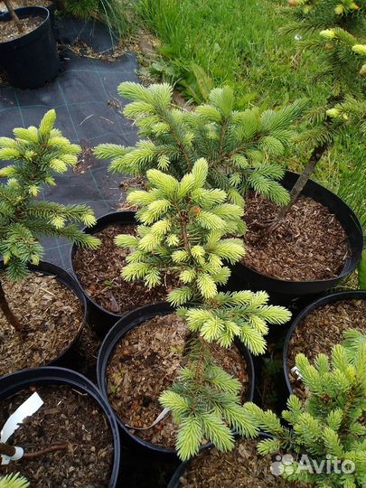 Ель колючая Вальдбрун