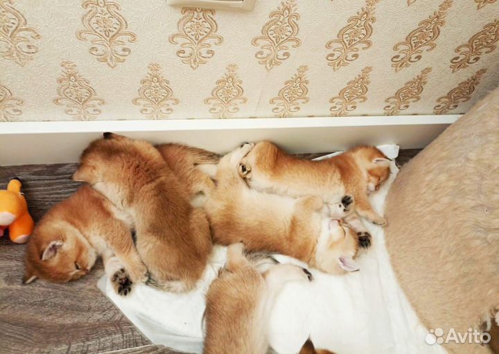Золотые котята