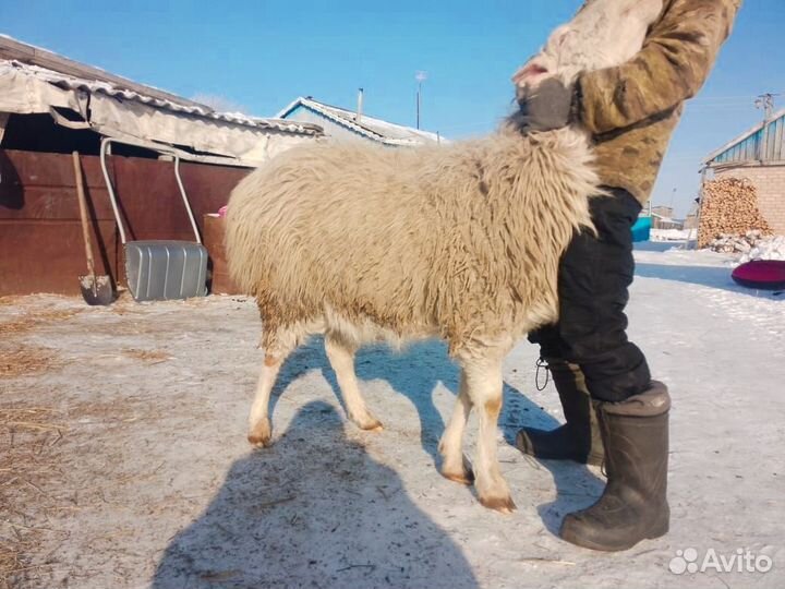 Продам барана