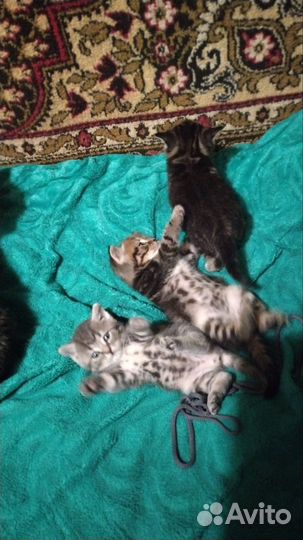 Британская кошка