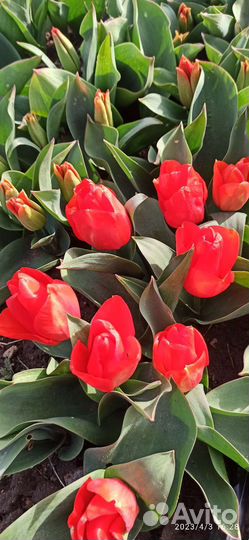 Продам луковицу тюльпана