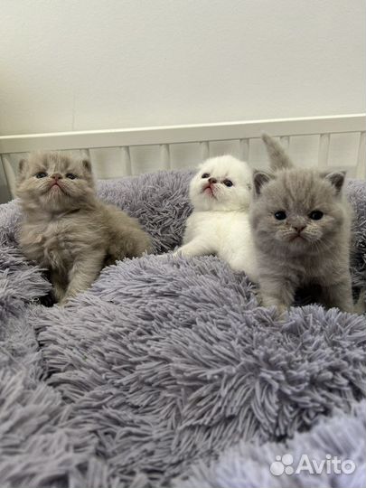 Шотландские котята