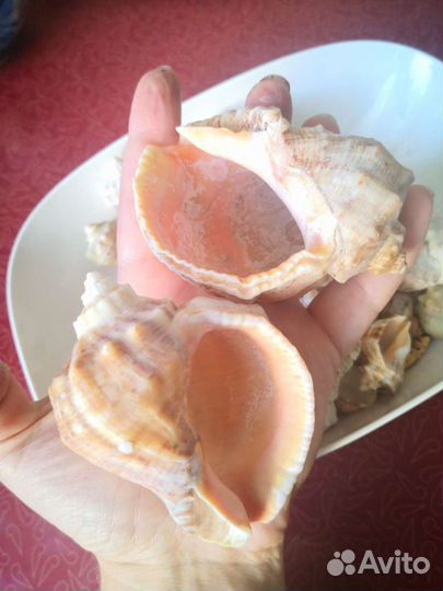 Ракушки для аквариума