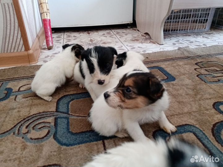 Жёстко шерстный фокстерьер