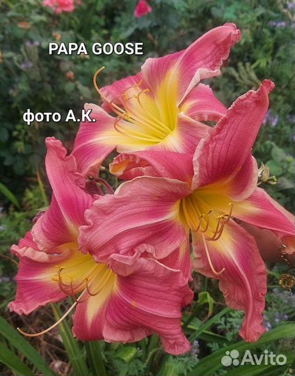 Уфо- лилейники с огромными цветами, экзотические