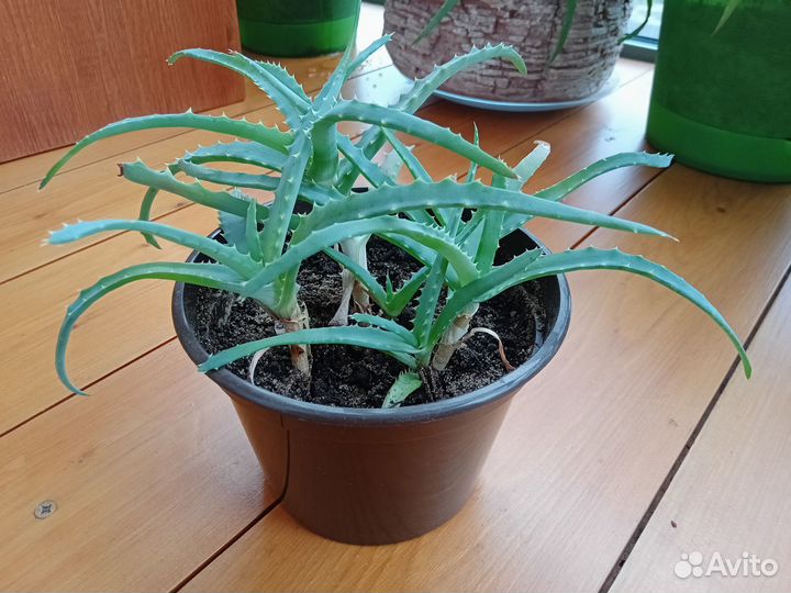 Алоэ лечебный в горшочке