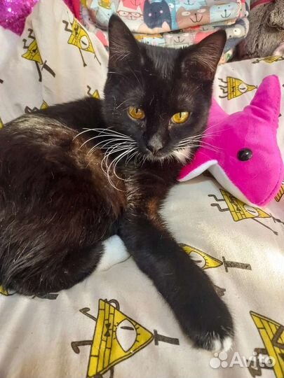 Очаровательный брюнет