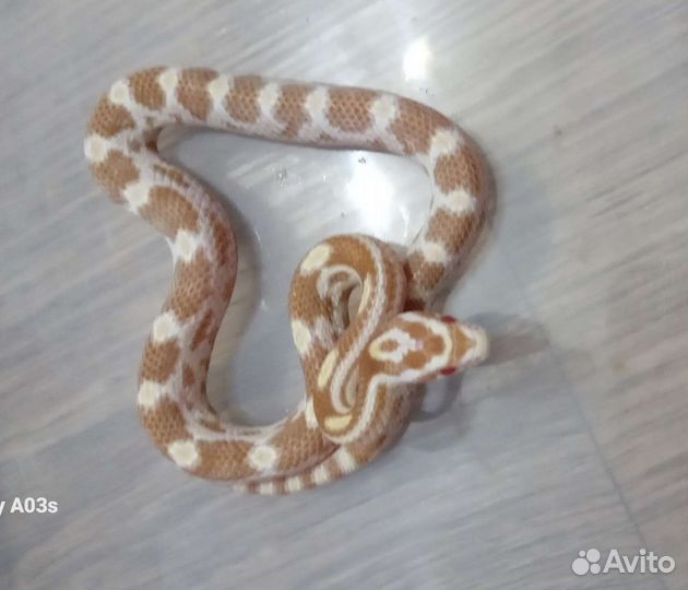 Змея маисовый полоз