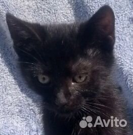 Черные котята