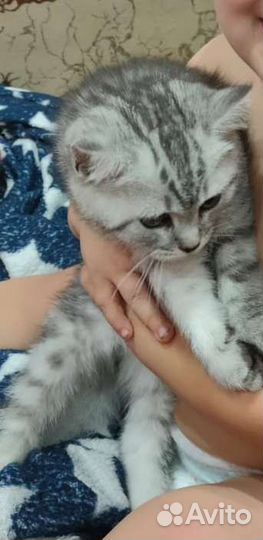 Британский кот вязка