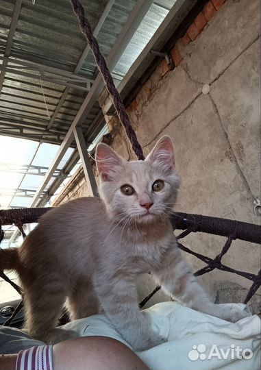 Котята в добрые руки бесплатно