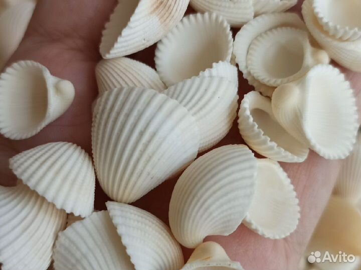 Ракушки клам роза