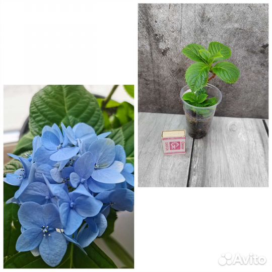 Гортензия крупнолистная