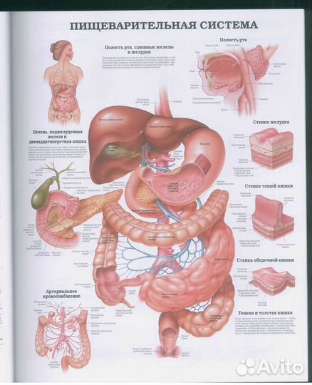 Большой атлас анатомии человека зубы волосы кости