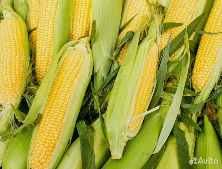 Семена кукурузы Пионер П7515