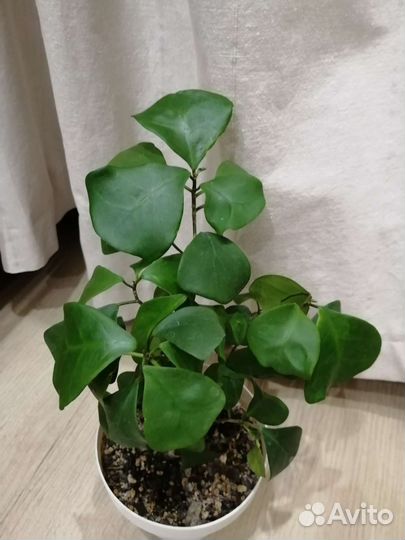 Комнатные домашние растения