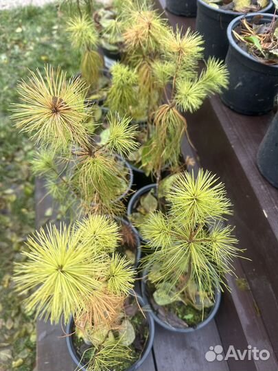 Сосна веймутова