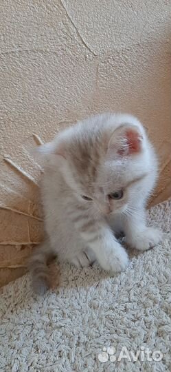 Британские котята