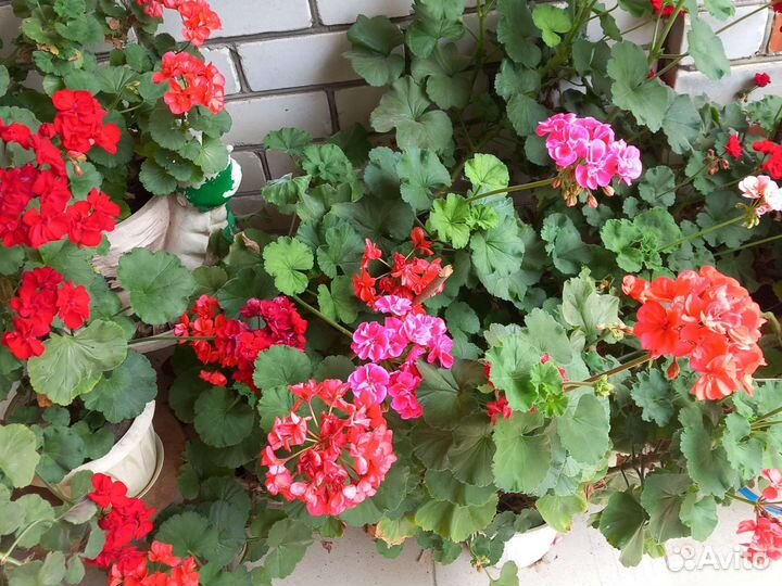 Пеларгония герань