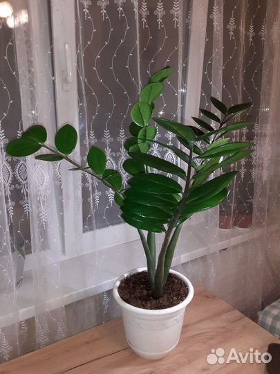 Замиокулькас