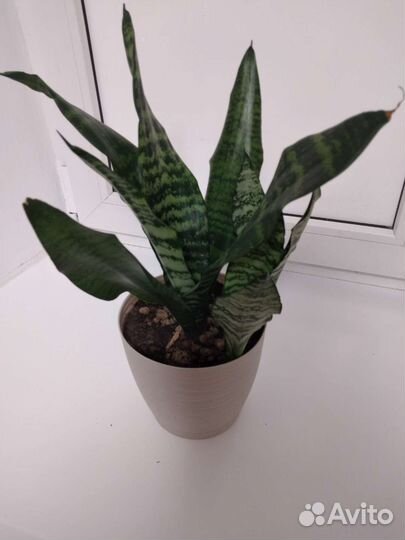 Сансевиерия