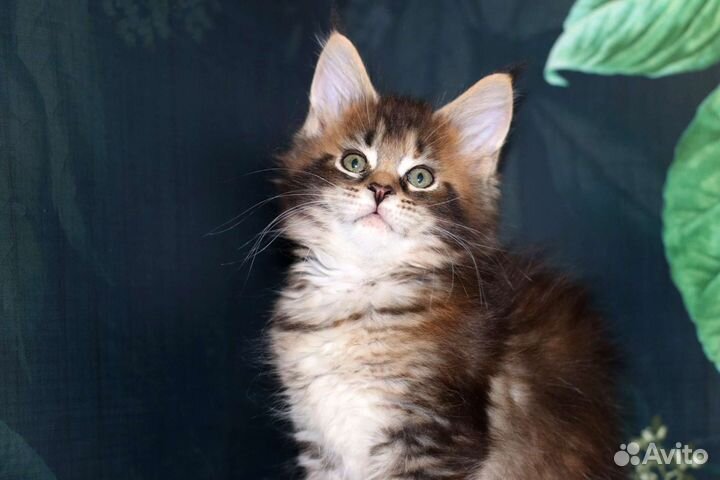 Мейн-кун супер красивый котенок