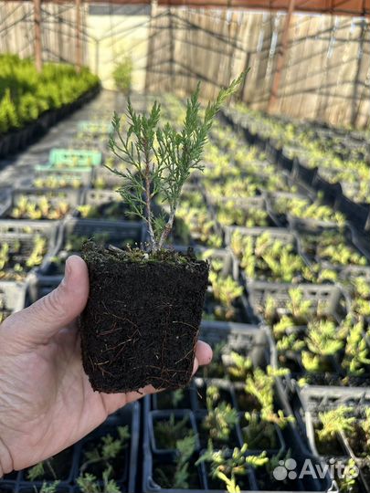 Можжевельник казацкий