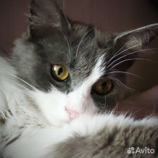 Кошка Дымка. Бесплатно в хорошие руки