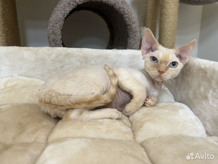 Девон-рекс голубоглазый Алан