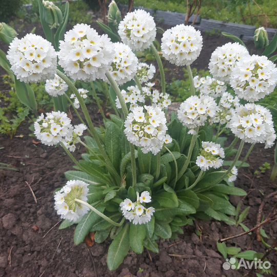 Примула мелкозубчатая