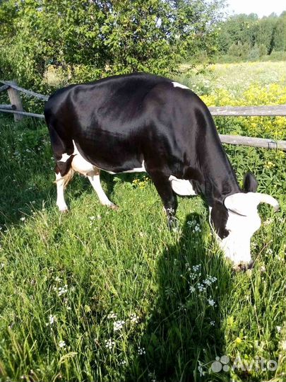 Продам корову. телку, быка