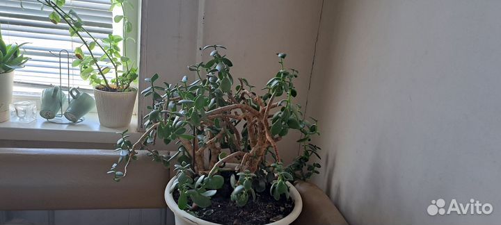 Комнатные растения