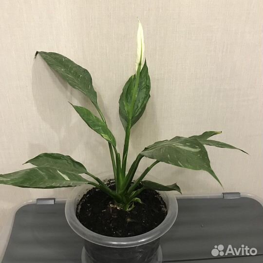 Спатифиллум