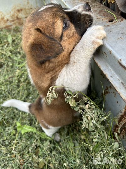 Щенок в добрые руки маленькой собаки( девочка)