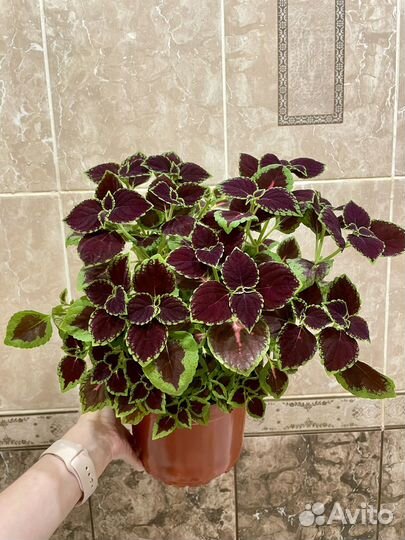 Взрослые колеусы